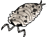 white isopod with black spots