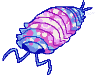 isopod colored to look like the trans flag