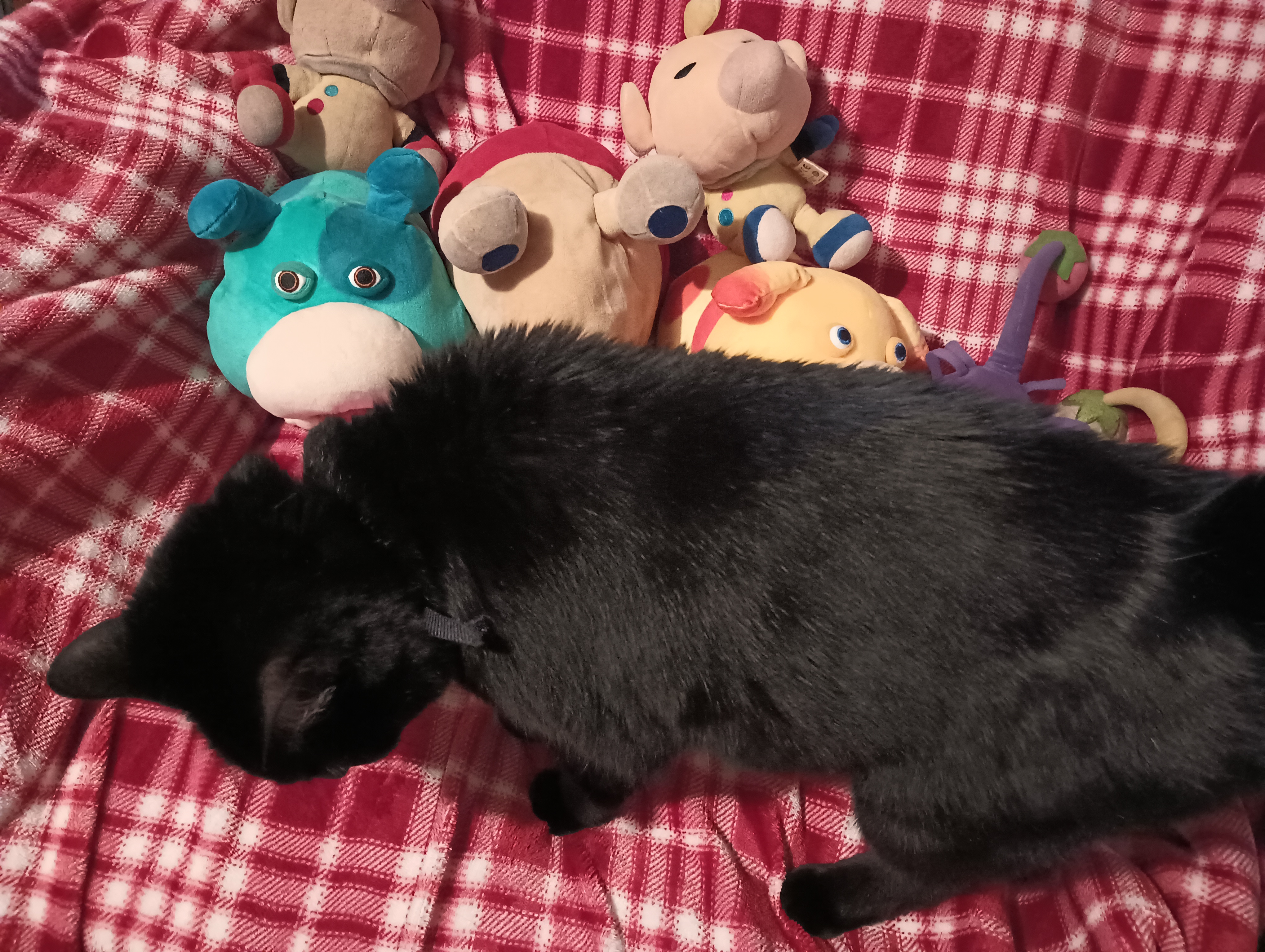 photo of plushies with a black cat getting in front of them
